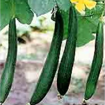 HY. SPONGE GOURD PREMA
